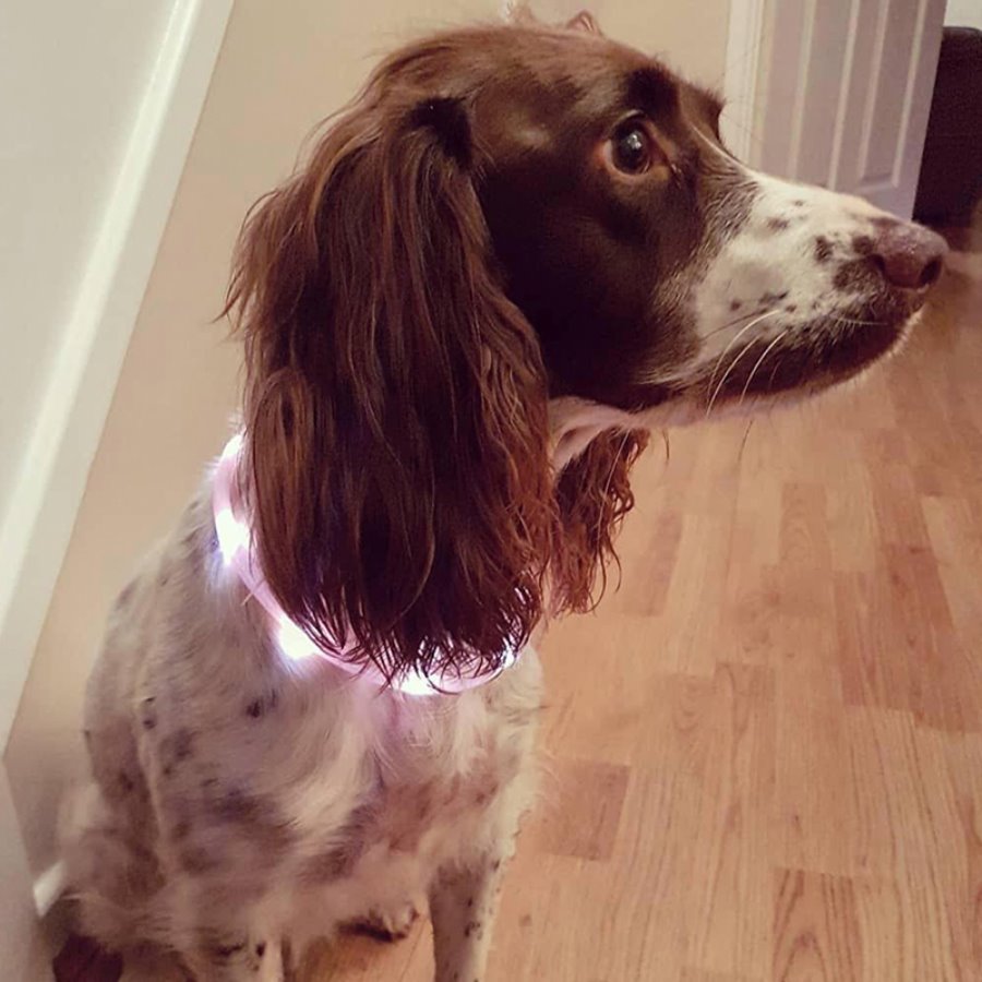 강아지 LED